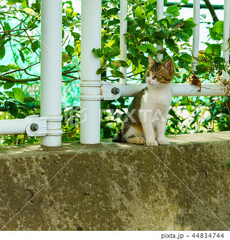 [日本] 野良猫 44834744
