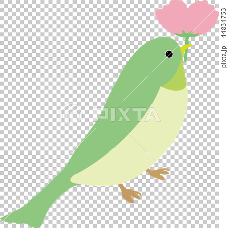 鳥類和粉紅色的花朵 44834753