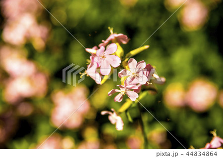 Common soapwort, with flower Common soapwort, with flower 44834864