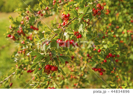 Hawthorn fruits, ripe on a tree 44834896