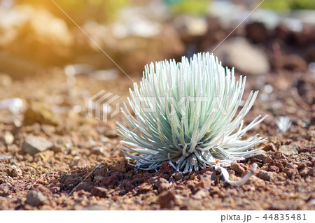 Haleakala silversword Haleakala silversword 44835481