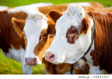 Cows in Seiser Alm, the largest Alpine meadow Cows in Seiser Alm, the largest Alpine meadow 44835507