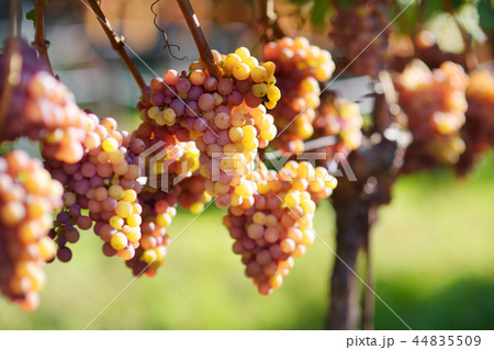 Vineyards at sunset in autumn harvest Vineyards at sunset in autumn harvest 44835509