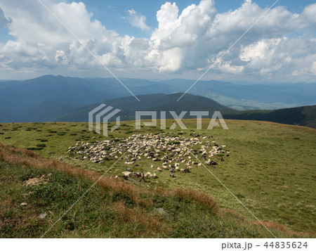 Herdman tending flock of sheep on mountain pasture Herdman tending flock of sheep on mountain pasture 44835624