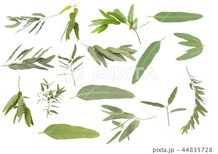 eucalyptus isolated on white background eucalyptus isolated on white background 44835728