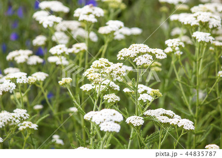 Wildflowers. Summer field. naturalness and beauty  44835787