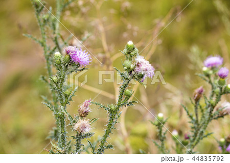 Wildflowers. Summer field. naturalness and beauty  44835792