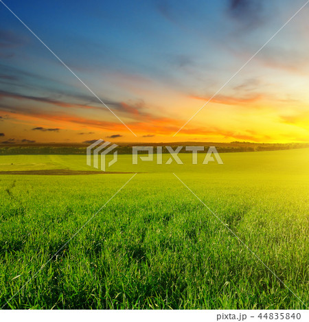 Green field and blue sky with light clouds.  44835840