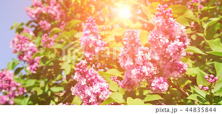 Purple lilac flowers spring blossom background.  44835844