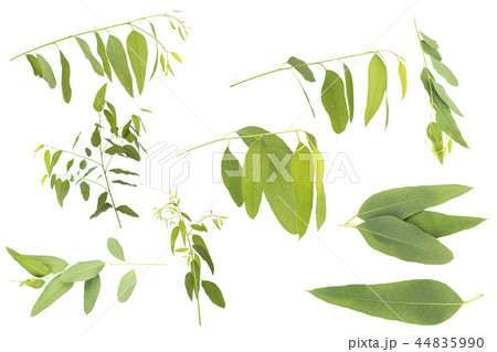 eucalyptus isolated on white background eucalyptus isolated on white background 44835990