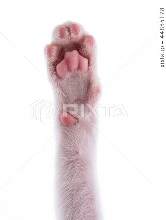 cats paw isolated on white background 44836178
