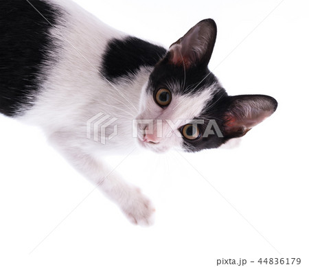 Cat isolated on white background 44836179