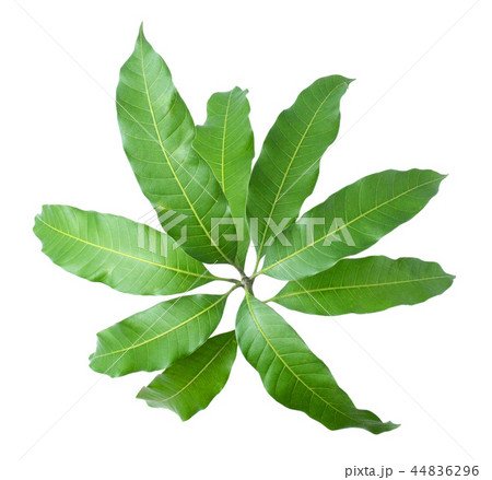Green leaves of mango isolated on gray background 44836296