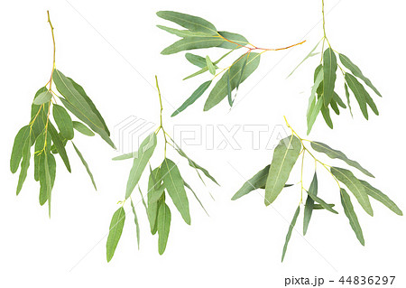 eucalyptus isolated on white background eucalyptus isolated on white background 44836297
