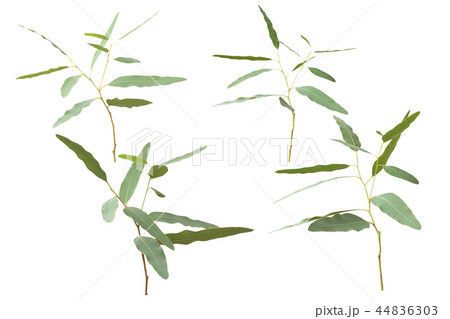 eucalyptus isolated on white background eucalyptus isolated on white background 44836303