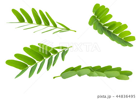 Tamarind leaves isolated on white background  44836495