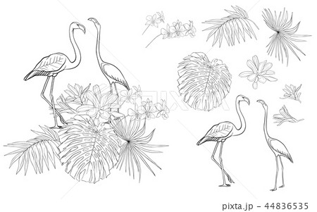 Set of elements for design with tropical plants Set of elements for design with tropical plants 44836535