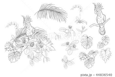 Set of elements for design with tropical plants 44836540
