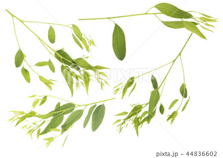 eucalyptus isolated on white background eucalyptus isolated on white background 44836602