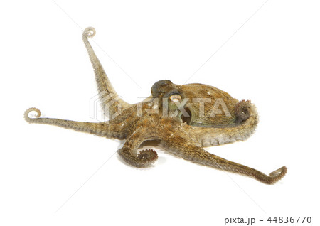 タコ タコ 44836770