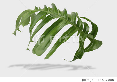 tropical jungle monstera leaves isolated  44837006