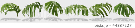 tropical jungle monstera leaves isolated tropical jungle monstera leaves isolated 44837227