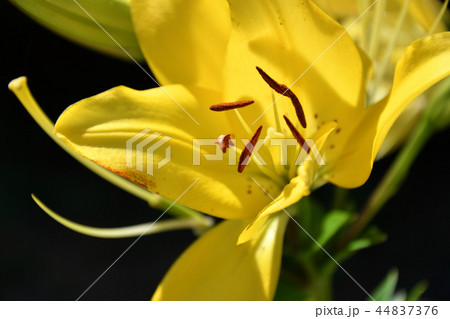 Garden Lily yellow 44837376