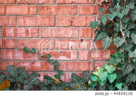 red brick wall and ivy as background 44838116
