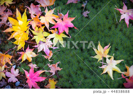 苔庭に落ちた色鮮やかなモミジの葉 44838688