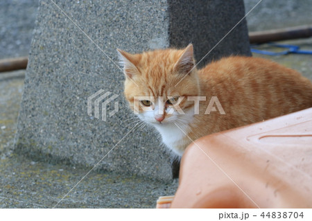 生後二ヶ月位の茶トラ白猫の子猫がポリ容器の横から顔を出すの写真素材