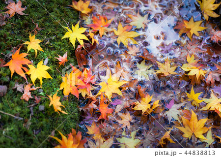 川岸に落ちた色鮮やかな散り紅葉 44838813