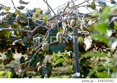 キウイフルーツの実 キウイフルーツの実 44839392