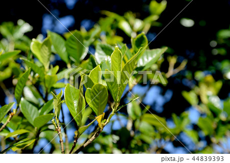 クチナシの葉 44839393