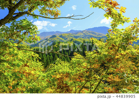 樹間の苗場山 44839905