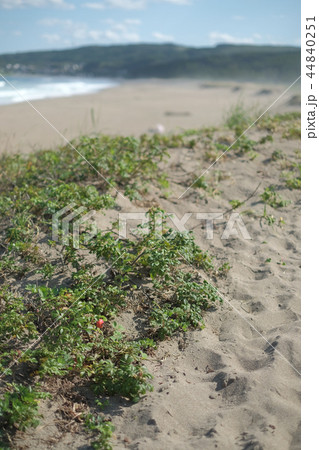 海岸のハマナス 海岸のハマナス 44840251