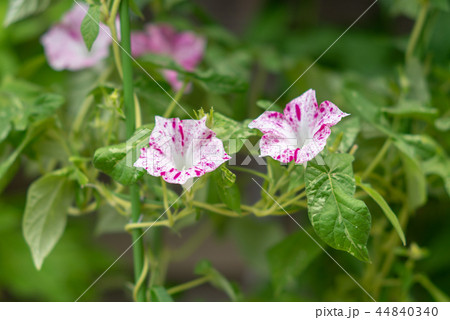 アサガオ452 44840340