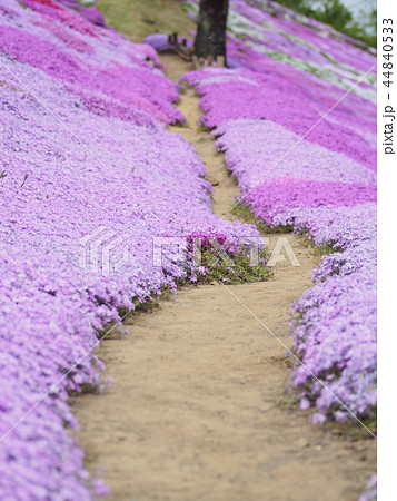 芝桜の中の道 44840533