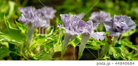 アサガオ494 44840684