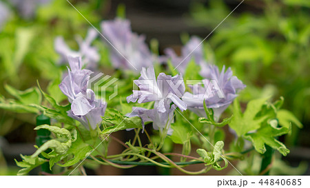 アサガオ495 44840685