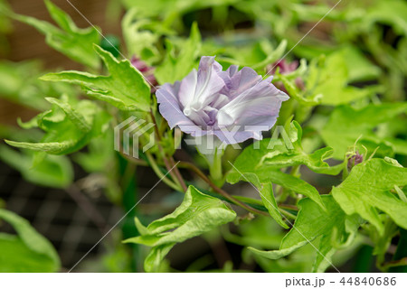 アサガオ496 アサガオ496 44840686