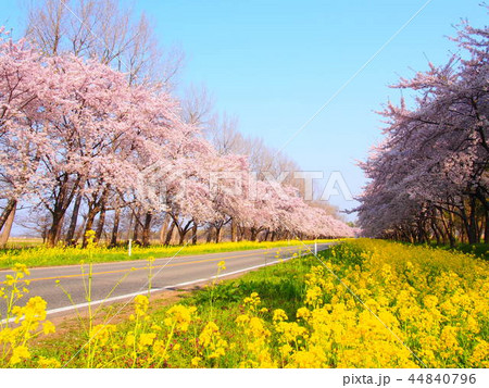 大潟村の菜の花ロードの写真素材