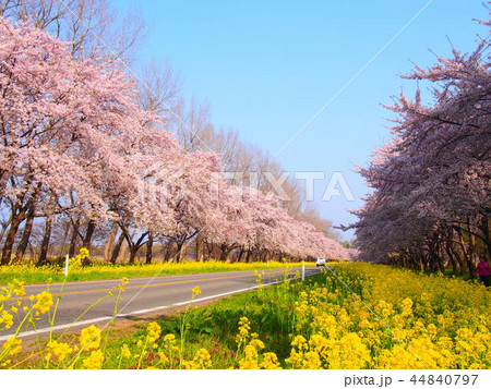 大潟村の菜の花ロード 大潟村の菜の花ロード 44840797