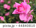 秋のバラ 44840810