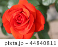 秋のバラ 44840811