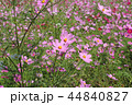 秋桜畑 44840827