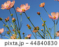 秋桜畑 44840830