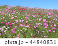 秋桜畑 44840831