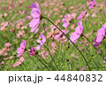 秋桜畑 44840832