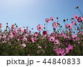秋桜畑 44840833