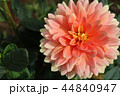 ダリアの花 44840947